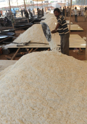 Trabajadores disponen 'laddus' (dulces) en una cocina en Ahmedabad, una ciudad al oeste de la India. Más de 300.000 'laddus' fueron fabricados para el banquete de una ceremonia religiosa organizada para el Brahmins, la casta superior de hindús.