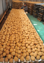 Trabajadores disponen 'laddus' (dulces) en una cocina en Ahmedabad, una ciudad al oeste de la India. Más de 300.000 'laddus' fueron fabricados para el banquete de una ceremonia religiosa organizada para el Brahmins, la casta superior de hindús.