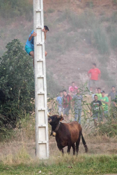Dos heridos con traumatismo en la traída de las vacas de Cintruénigo