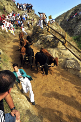Imágenes del cuarto encierro del Pilón de Falces.