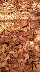 El otoño, retratado por los lectores de Diariodenavarra.es.