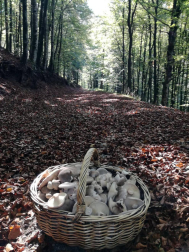 El otoño, retratado por los lectores de Diariodenavarra.es.