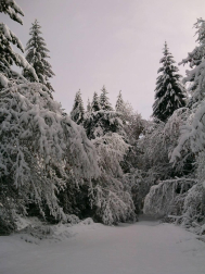 Fotos de la nieve enviadas por los lectores