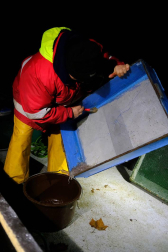 Reportaje gráfico de la pesca de la angula en Francia hasta que llega a una pescadería de Pamplona