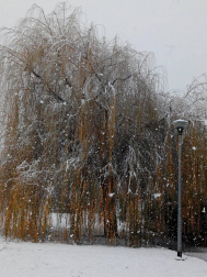 Imágenes enviadas por los lectores de Diario de Navarra de las luvias y las nieves del 6 de enero de 2018.