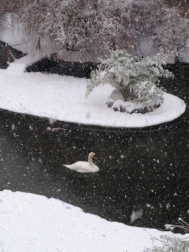 Estampas de todos los rincones de Navarra bajo el manto blanco caído el último día de febrero.