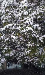 Estampas de todos los rincones de Navarra bajo el manto blanco caído el último día de febrero.