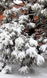 Estampas de todos los rincones de Navarra bajo el manto blanco caído el último día de febrero.