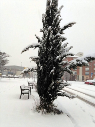 Estampas de todos los rincones de Navarra bajo el manto blanco caído el último día de febrero.