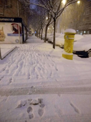 Estampas de todos los rincones de Navarra bajo el manto blanco caído el último día de febrero.