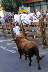 Fotos del encierro del cuarto día de las fiestas de Tudela, homenajes y pasacalles. 27 de julio de 2018