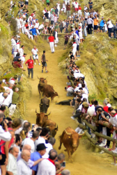 Las vacas de la ganadería Manolo Merino, de Marcilla, han protagonizado un encierro muy rápido y limpio.