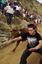 Las vacas de la ganadería Manolo Merino, de Marcilla, han protagonizado un encierro muy rápido y limpio.