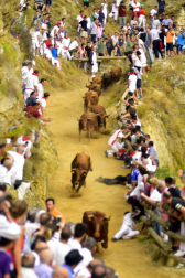 Las vacas de la ganadería Manolo Merino, de Marcilla, han protagonizado un encierro muy rápido y limpio.