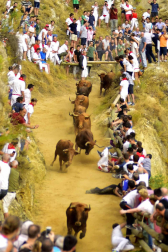 Las vacas de la ganadería Manolo Merino, de Marcilla, han protagonizado un encierro muy rápido y limpio.