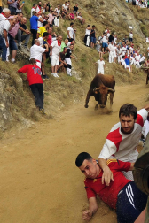 Las vacas de la ganadería Manolo Merino, de Marcilla, han protagonizado un encierro muy rápido y limpio.
