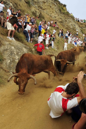 Las vacas de la ganadería Manolo Merino, de Marcilla, han protagonizado un encierro muy rápido y limpio.