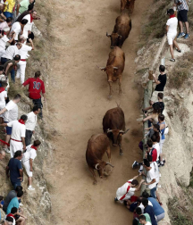 Las vacas de la ganadería Manolo Merino, de Marcilla, han protagonizado un encierro muy rápido y limpio.