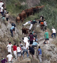 Las vacas de la ganadería Manolo Merino, de Marcilla, han protagonizado un encierro muy rápido y limpio.