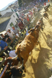 Las vacas de la ganadería Lastur, de Itziar (Guipúzcoa), han protagonizado un cuarto Pilón muy limpio y rápido.