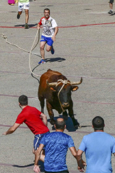 El toro ensogado en una de las jornadas festivas de Lodosa (14 de septiembre)