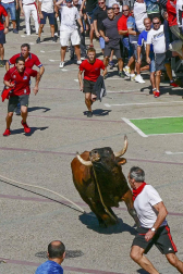 El toro ensogado en una de las jornadas festivas de Lodosa (14 de septiembre)