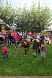 Fotos de la feria del caballo de Marcilla