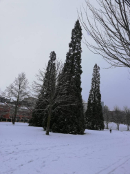 La borrasca 'Helena' cubre de nieve Pamplona y buena parte de Navarra
