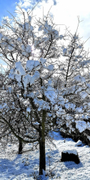 La borrasca 'Helena' cubre de nieve Pamplona y buena parte de Navarra