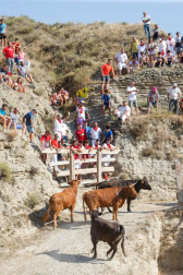 Todas las fotos del encierro del Estrecho de Arguedas 2019 en Diario de Navarra