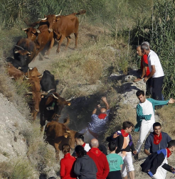 Todas las fotos del encierro del día 14 de agosto de del Pilón de Falces.