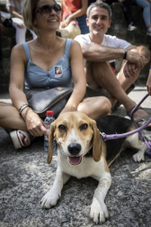 Todas las fotos del Artzai Eguna de Uharte Arakil 2019