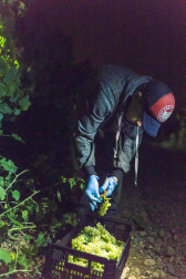 Todas las fotos de la vendimia nocturna de uva chardonnay que se realizó en la Finca Albret en Cadreita
