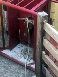 Fotos de las fiestas de Lodosa del día de 13 septiembre.