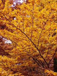 Fotos del otoño, retratado por los lectores de Diariodenavarra.es.