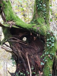 Fotos del otoño, retratado por los lectores de Diariodenavarra.es.