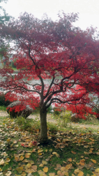 Fotos del otoño, retratado por los lectores de Diariodenavarra.es.