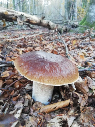 Fotos del otoño, retratado por los lectores de Diariodenavarra.es.