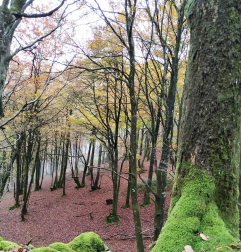 Fotos del otoño, retratado por los lectores de Diariodenavarra.es.