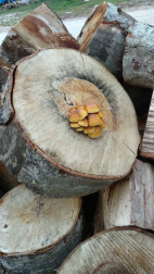 Fotos del otoño, retratado por los lectores de Diariodenavarra.es.