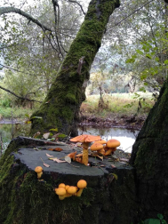 Fotos del otoño, retratado por los lectores de Diariodenavarra.es.