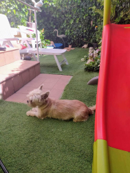 Imágenes enviadas por los lectores donde muestran cómo pasan el aislamiento en casa por el coronavirus.