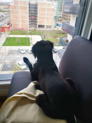 Imágenes enviadas por los lectores donde muestran cómo pasan el aislamiento en casa por el coronavirus.