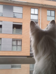 Imágenes enviadas por los lectores donde muestran cómo pasan el aislamiento en casa por el coronavirus.