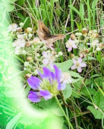 Fotos de la primavera enviadas por los lectores de diariodenavarra.es