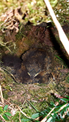 Fotos de la primavera enviadas por los lectores de diariodenavarra.es