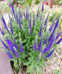 Fotos de la primavera enviadas por los lectores de diariodenavarra.es
