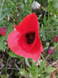 Fotos de la primavera enviadas por los lectores de diariodenavarra.es