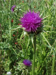Fotos de la primavera enviadas por los lectores de diariodenavarra.es