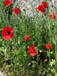 Fotos de la primavera enviadas por los lectores de diariodenavarra.es